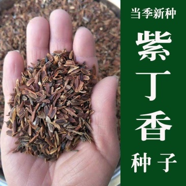 紫丁香种子丁香树种子北方耐寒优质紫丁香花种子暴马丁