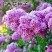 紫丁香种子丁香树种子北方耐寒优质紫丁香花种子暴马丁