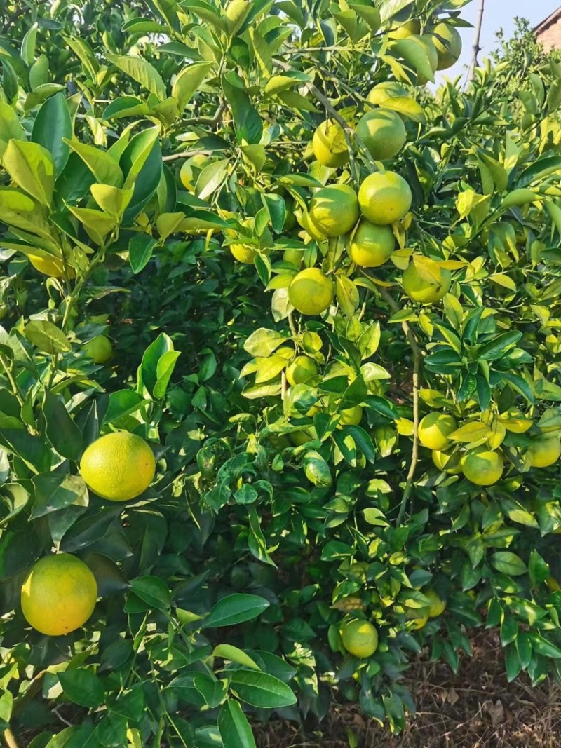 广西白橙，甜橙大量上市，统货60起，1.2元/斤大量有货