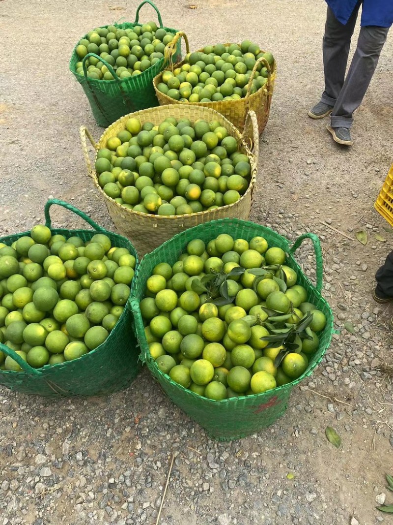 广西白橙，甜橙大量上市，统货60起，1.2元/斤大量有货
