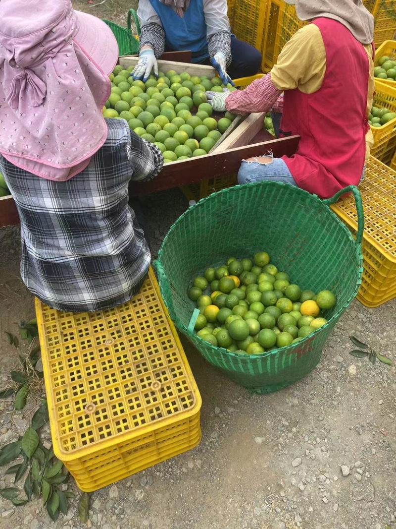 广西白橙，甜橙大量上市，统货60起，1.2元/斤大量有货