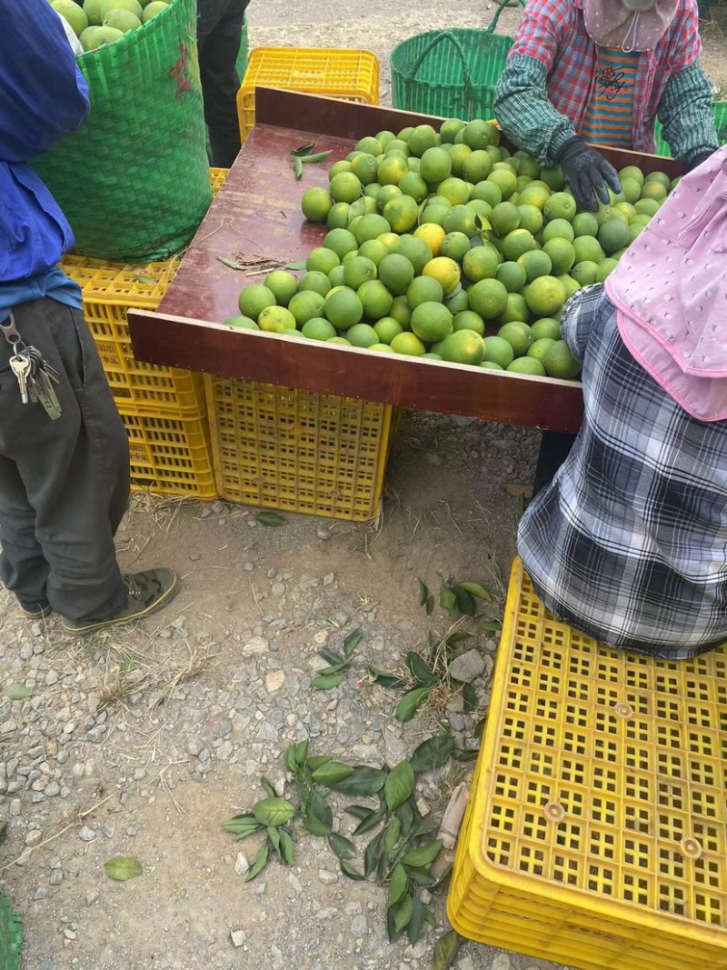 广西白橙，甜橙大量上市，统货60起，1.2元/斤大量有货