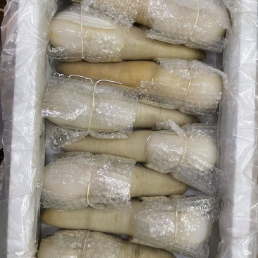 加州象拔蚌