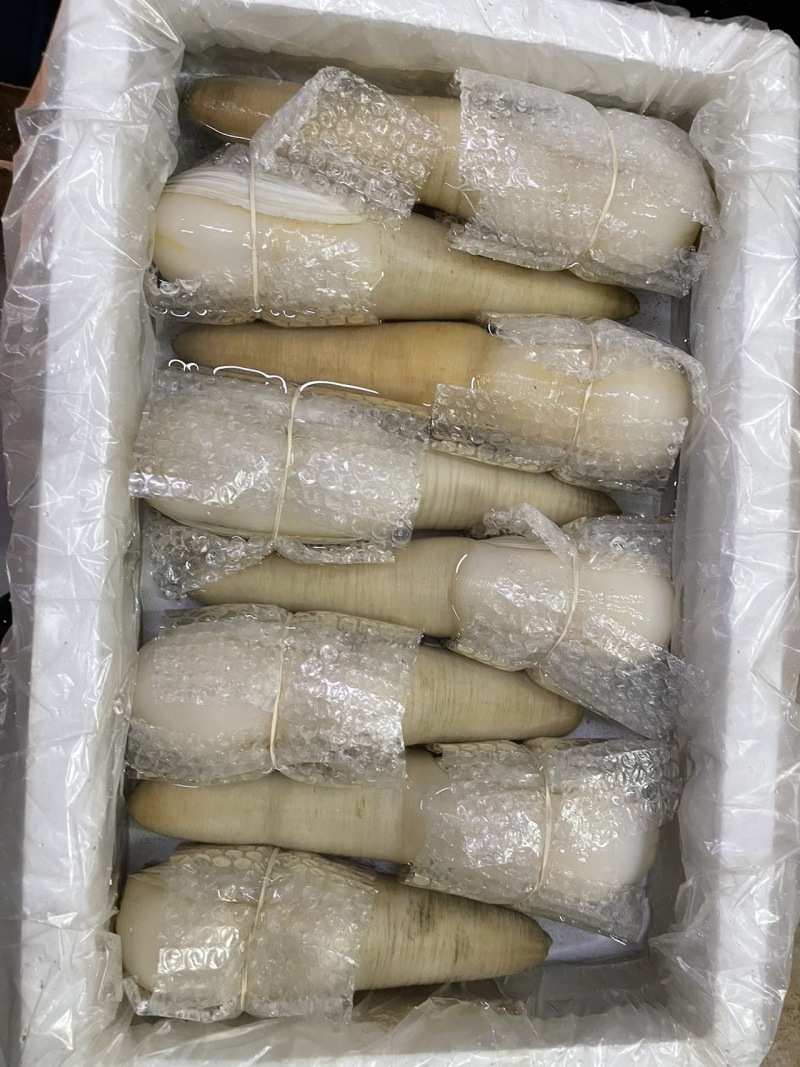 加州象拔蚌