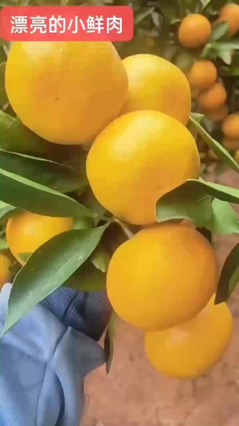 云南特早熟蜜桔柑桔果面好味道纯甜质量保证视频看货