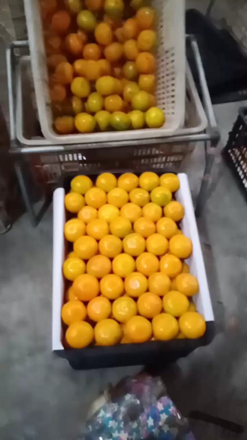 云南特早熟蜜桔柑桔果面好味道纯甜质量保证视频看货