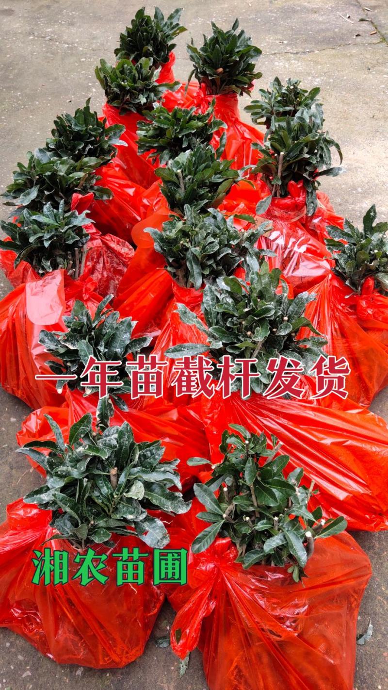 杨梅苗嫁接苗(乌梅苗)(黑炭)杨梅之乡优良品种！包邮