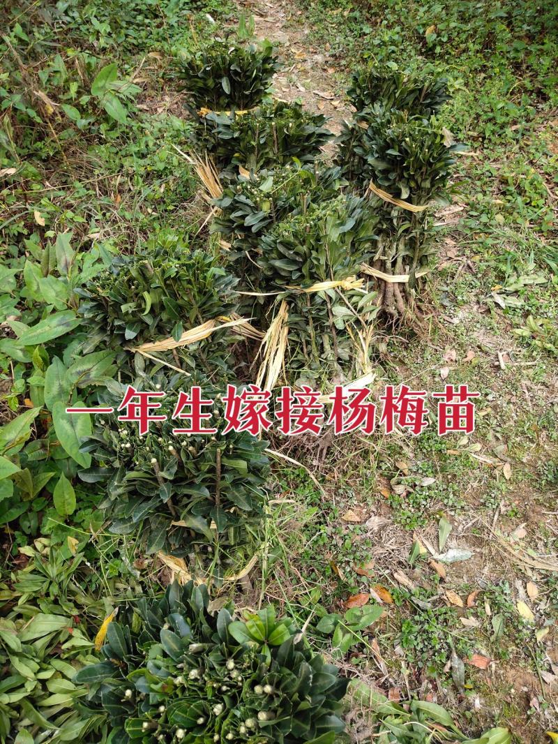 杨梅苗嫁接苗(乌梅苗)(黑炭)杨梅之乡优良品种！包邮