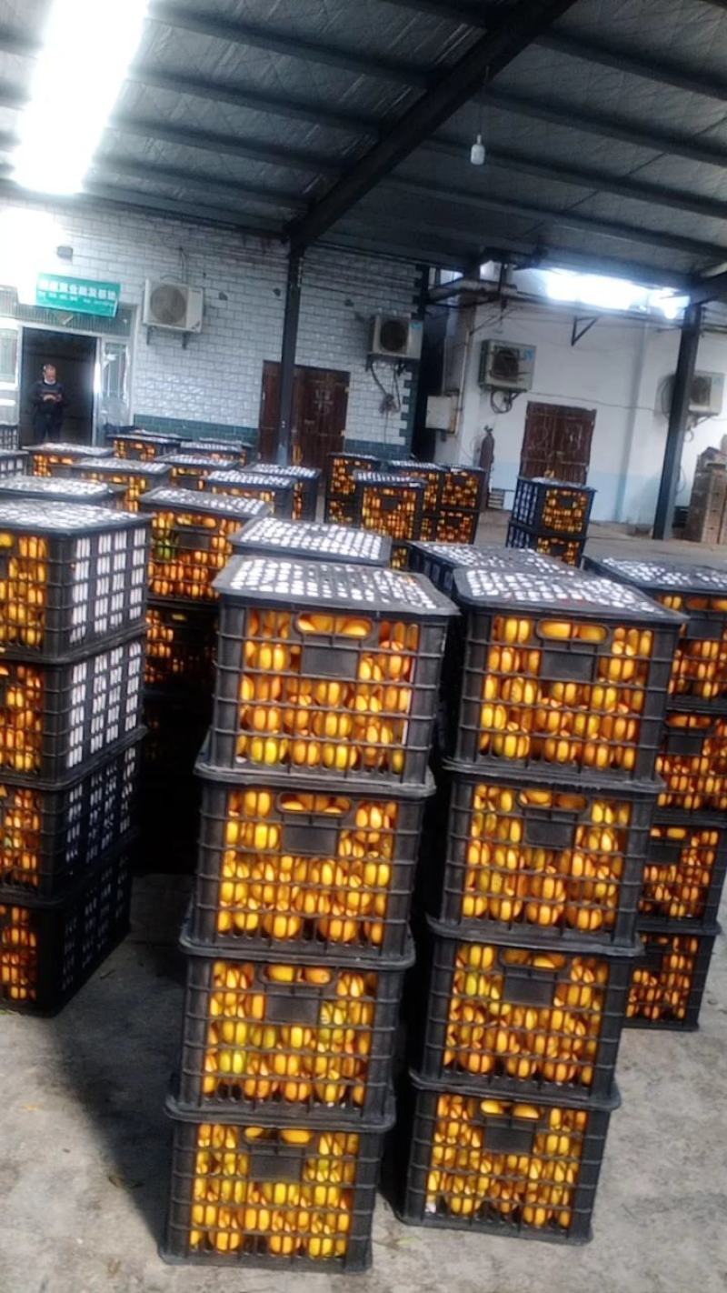 云南特早熟蜜桔柑桔果面好味道纯甜质量保证视频看货