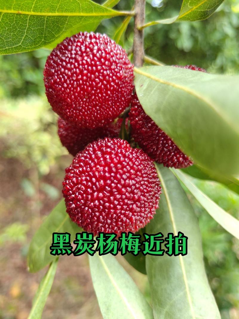 杨梅苗嫁接苗(乌梅苗)(黑炭)杨梅之乡优良品种！包邮