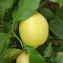水果蔬菜