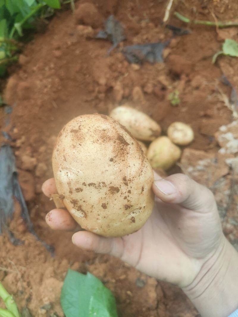 【热销》土豆红沙土陆良丽薯六号自产自销大量上市欢迎商超