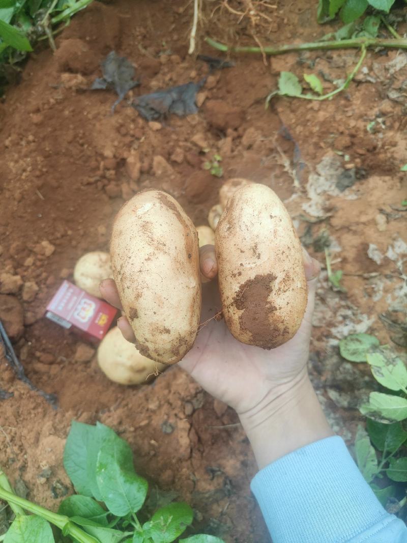 【热销》土豆红沙土陆良丽薯六号自产自销大量上市欢迎商超