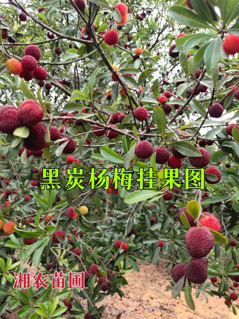 杨梅苗嫁接苗(乌梅苗)(黑炭)(荸荠)南方杨梅苗