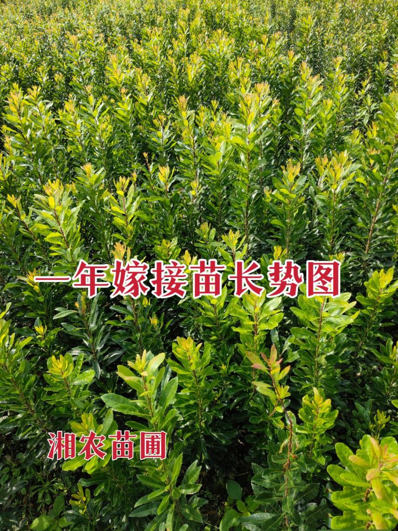 杨梅苗嫁接苗(乌梅苗)(黑炭)(荸荠)南方杨梅苗