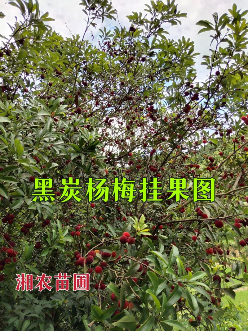 杨梅苗嫁接苗(乌梅苗)(黑炭)(荸荠)南方杨梅苗