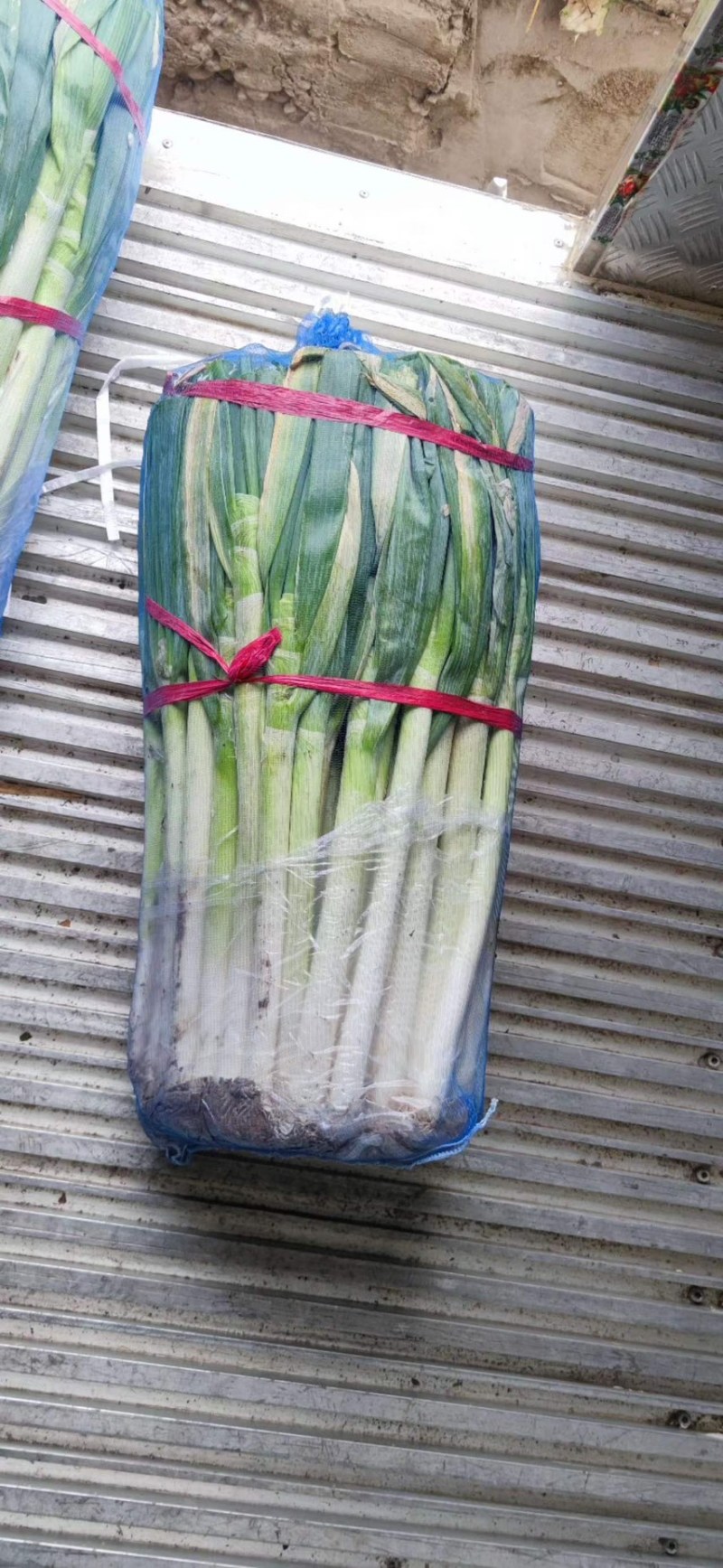 【精品】大葱，甘肃酒泉，大量上市，价格低欢迎老板采购