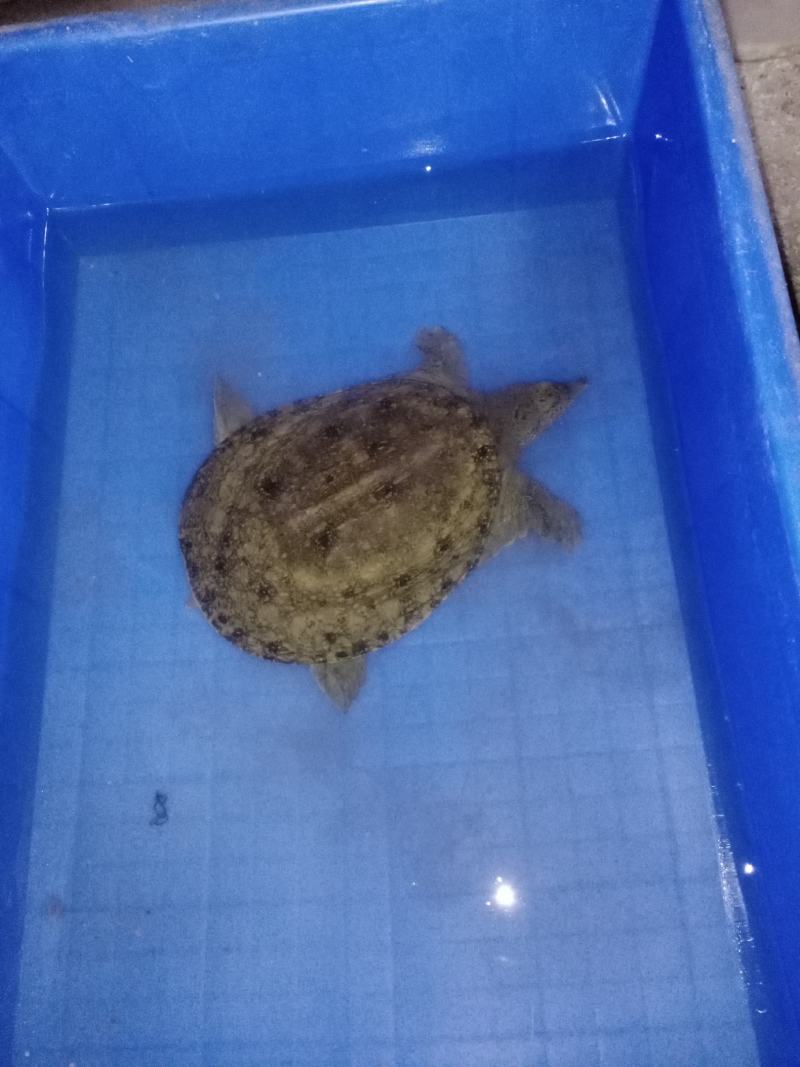 甲鱼
