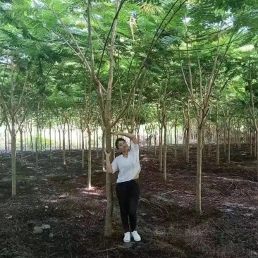 优质精品凤凰木树。米径8分一20分。