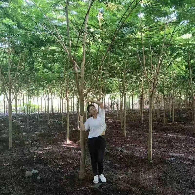 优质精品凤凰木树。米径8分一20分。