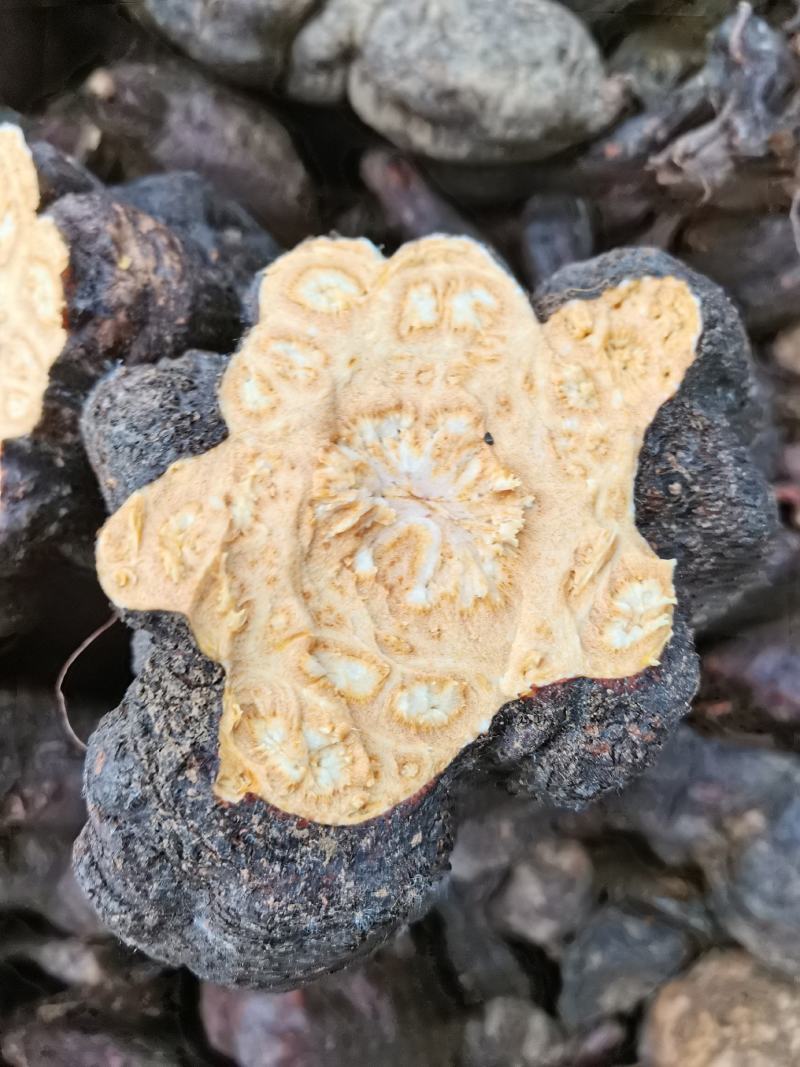 何首乌，何首乌好种植，易管理，个头大，产量高