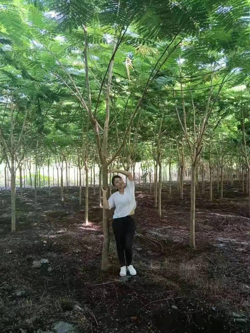 优质精品凤凰木树。米径8分一20分。