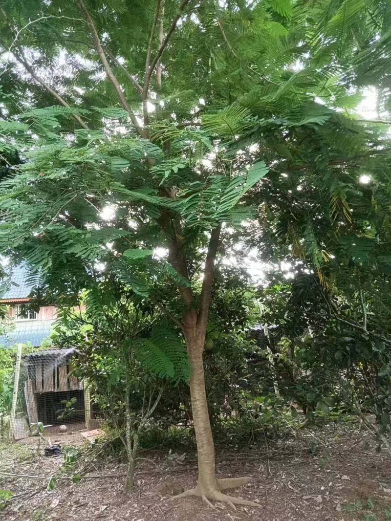 优质精品凤凰木树。米径8分一20分。