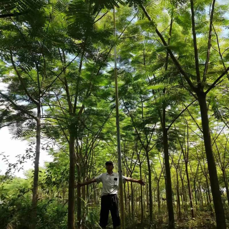 优质精品凤凰木树。米径8分一20分。