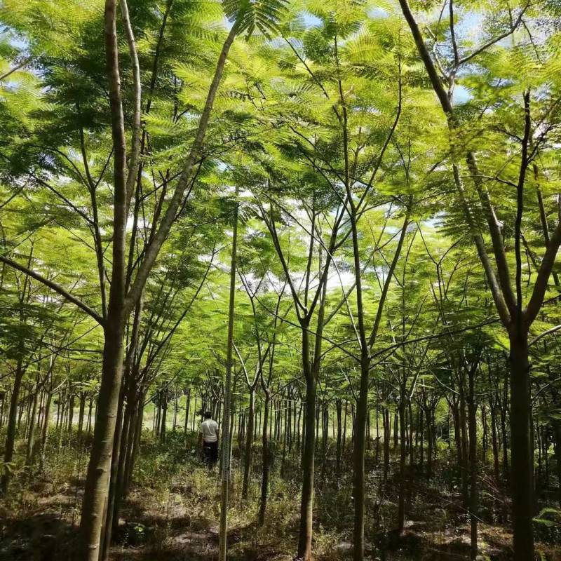 优质精品凤凰木树。米径8分一20分。