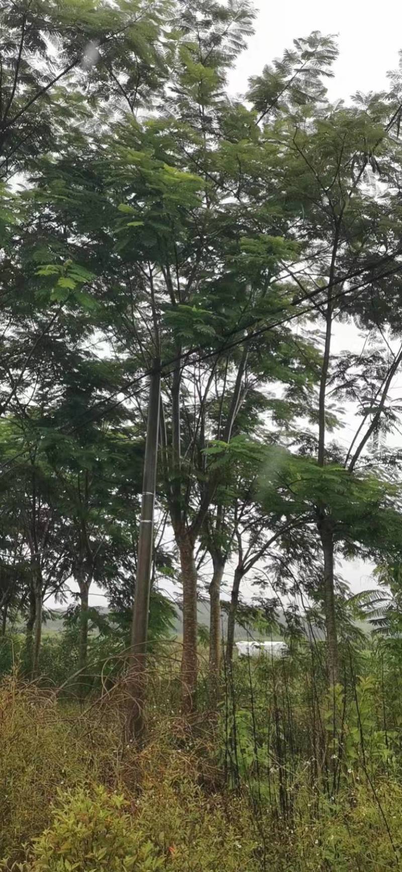 优质精品凤凰木树。米径8分一20分。