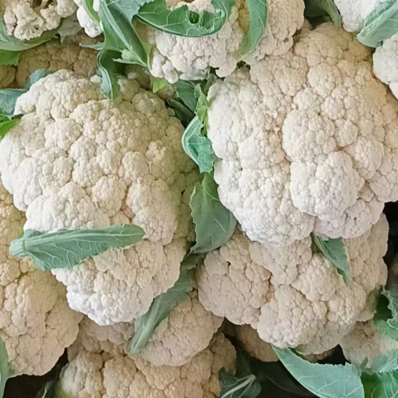 有机松花菜菜花大量上市供应中价格低货源多品质好白面青梗