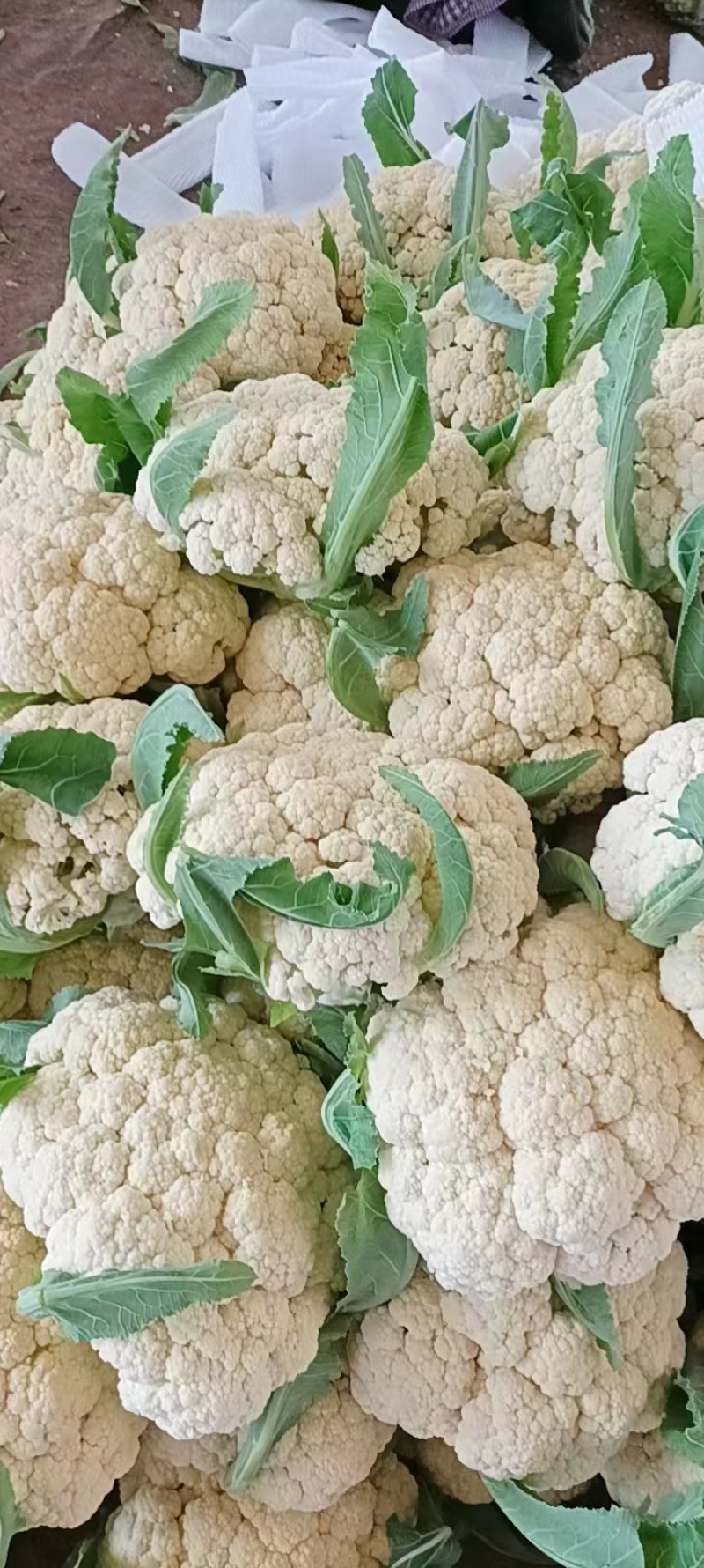 有机松花菜菜花大量上市供应中价格低货源多品质好白面青梗