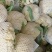 有机松花菜菜花大量上市供应中价格低货源多品质好白面青梗