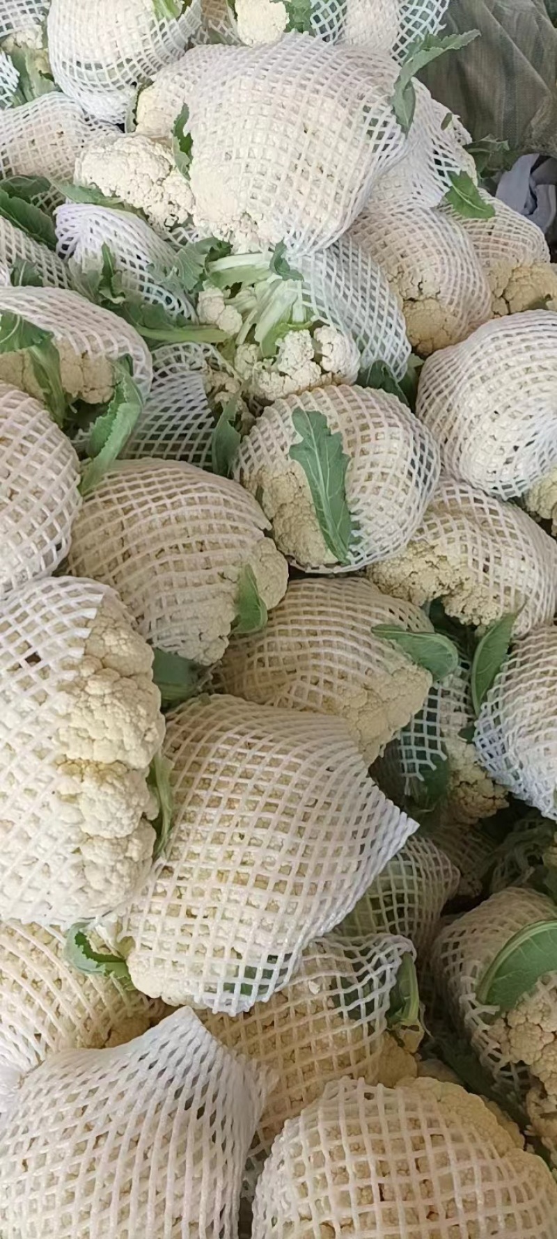 有机松花菜菜花大量上市供应中价格低货源多品质好白面青梗