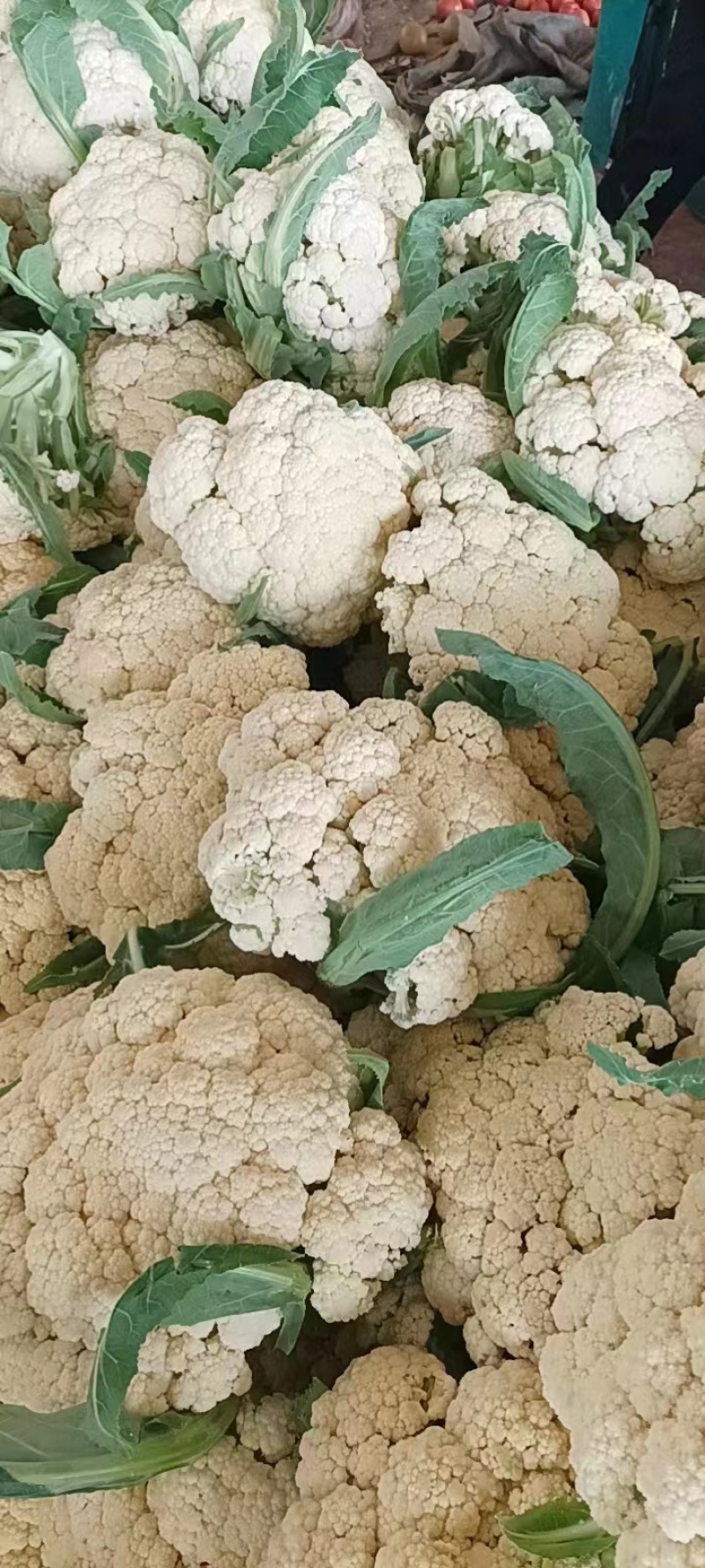 有机松花菜菜花大量上市供应中价格低货源多品质好白面青梗