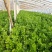 西芹香芹
