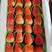 江苏徐州奶油草莓即将大量上市，欢迎新老客户光临共同发财