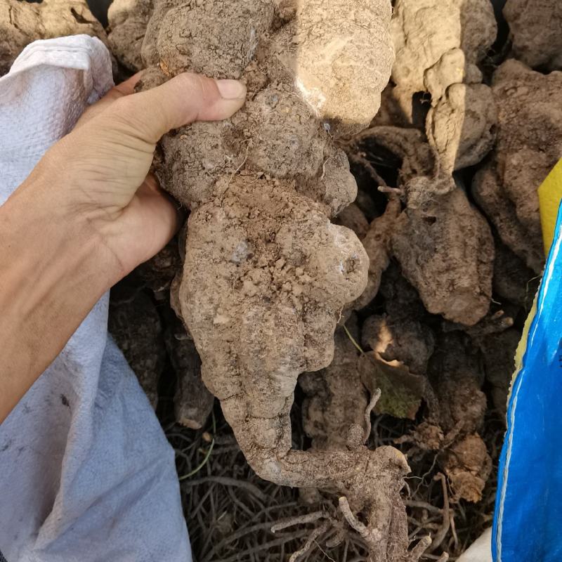 何首乌，现挖现卖，品质好，个头大，奇形怪状