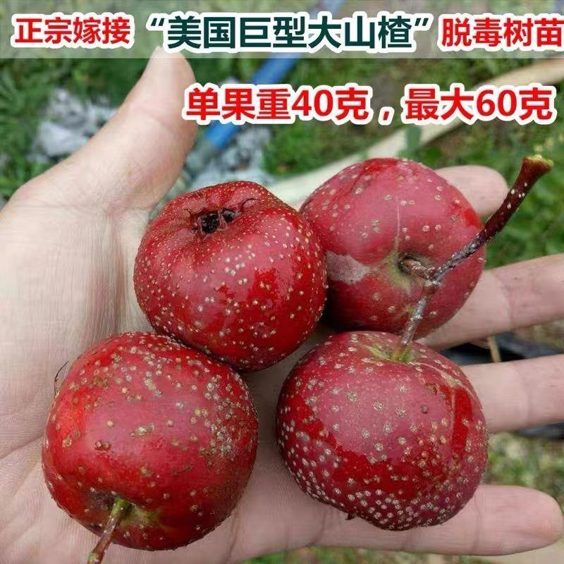 黄山楂树苗大果黄山楂黄金豆山楂苗大金星大五棱当年结果