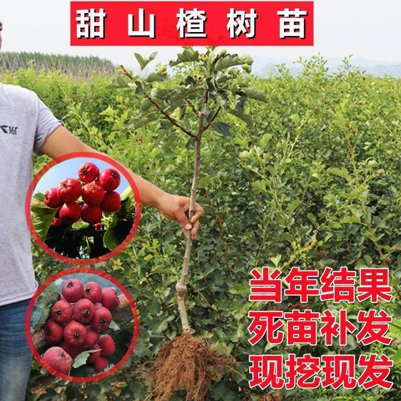 黄山楂树苗大果黄山楂黄金豆山楂苗大金星大五棱当年结果