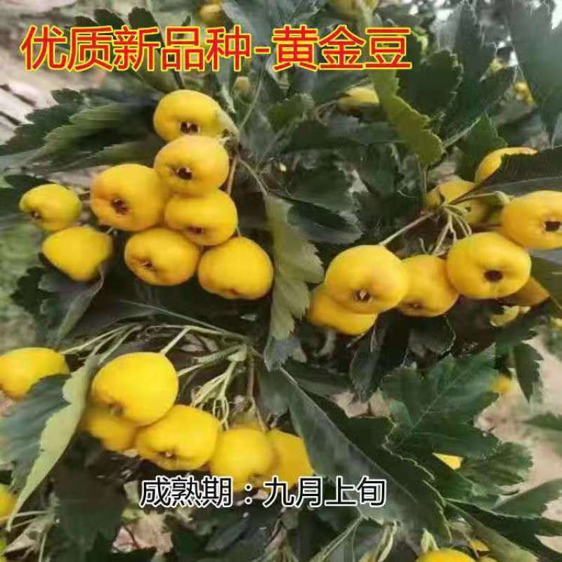 黄山楂树苗大果黄山楂黄金豆山楂苗大金星大五棱当年结果