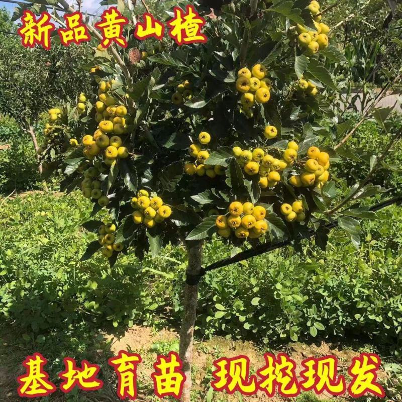 黄山楂树苗大果黄山楂黄金豆山楂苗大金星大五棱当年结果