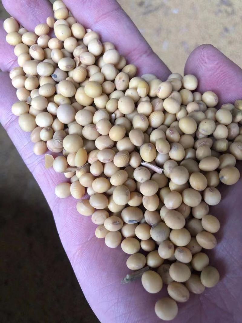 贵州大豆大量上市中