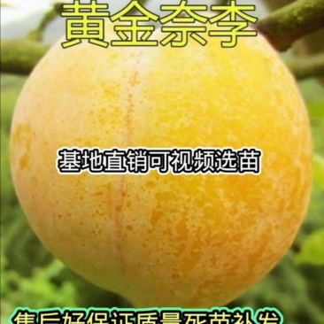 黄金奈李苗李子树苗黄金蜜李子苗黑布林红布林当年结果包邮