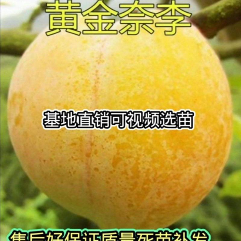 黄金奈李苗李子树苗黄金蜜李子苗黑布林红布林当年结果包邮
