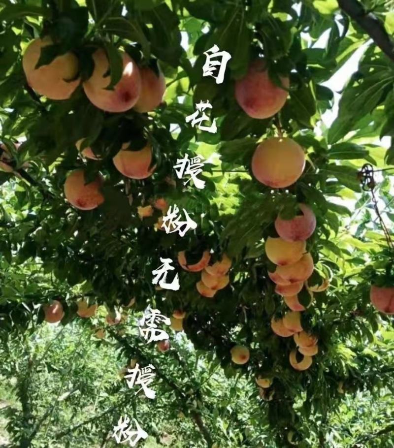 黄金奈李苗李子树苗黄金蜜李子苗黑布林红布林当年结果包邮