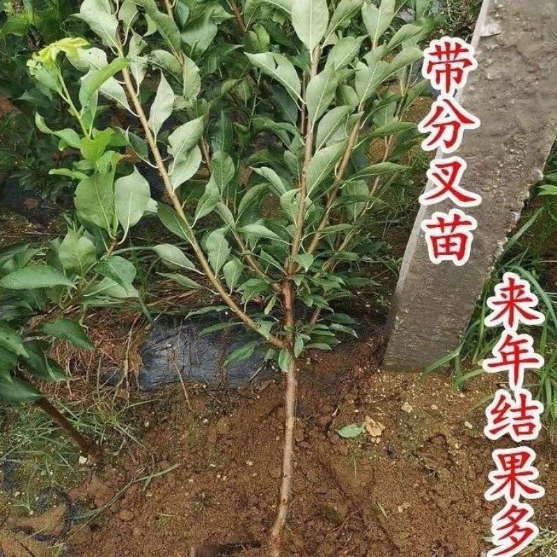 黄金奈李苗李子树苗黄金蜜李子苗黑布林红布林当年结果包邮
