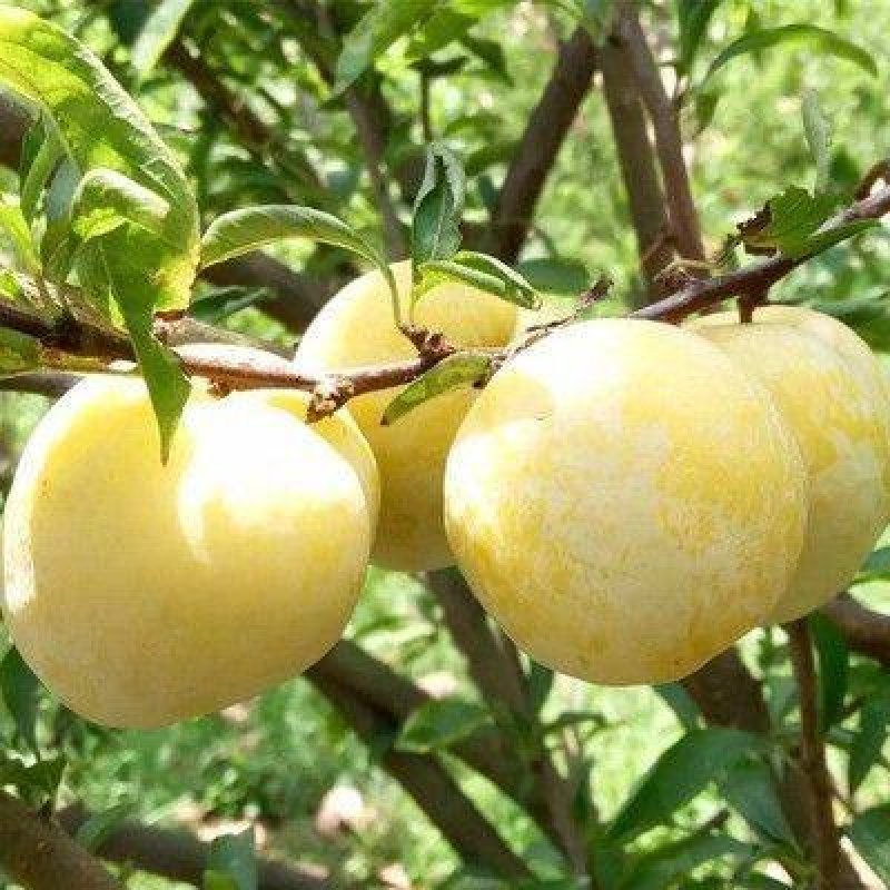 黄金奈李苗李子树苗黄金蜜李子苗黑布林红布林当年结果包邮