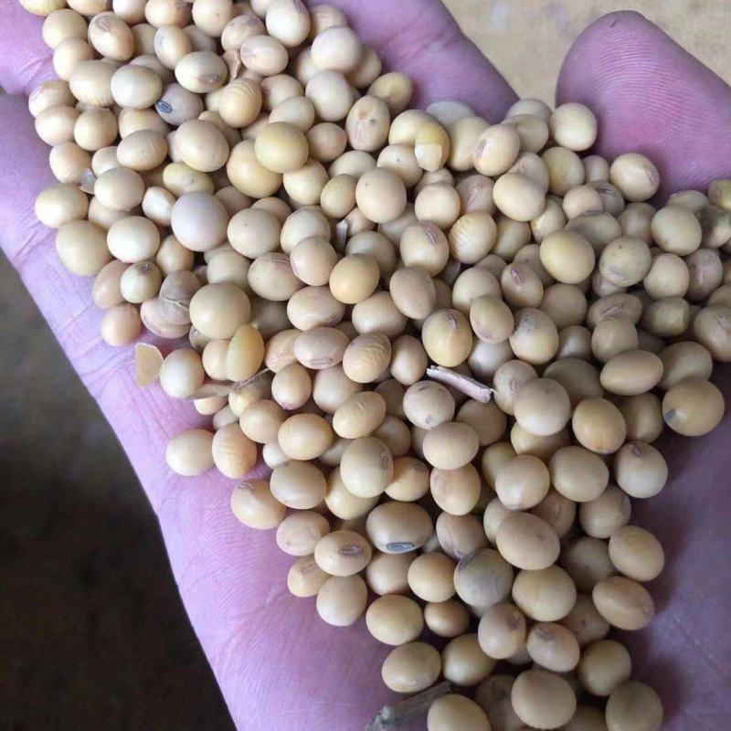 贵州大豆大量上市中