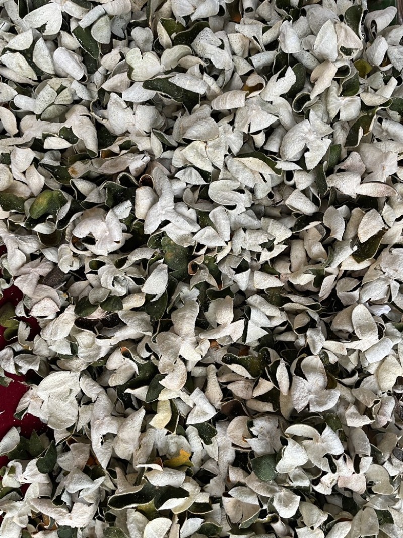 三花精品靑皮陈皮，大量有货质量保证，可视频看货，欢迎来电